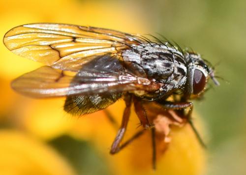 Phaonia tuguriorum